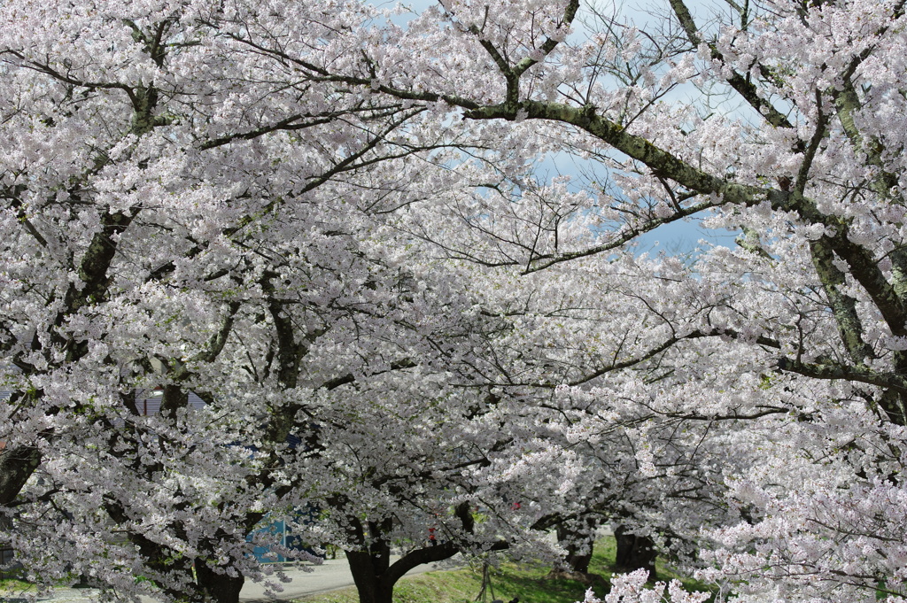 観音寺川の桜