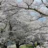 観音寺川の桜