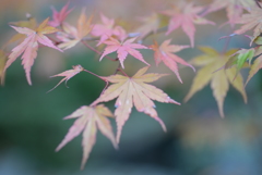 星っ星