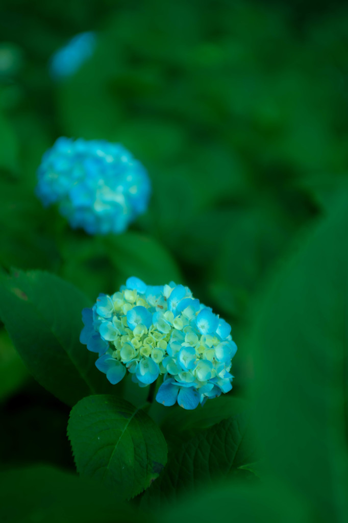 金平糖みたいな紫陽花