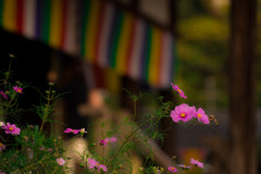 コスモス寺