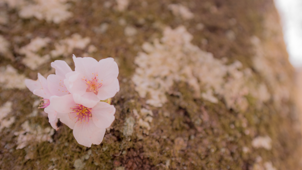 桜