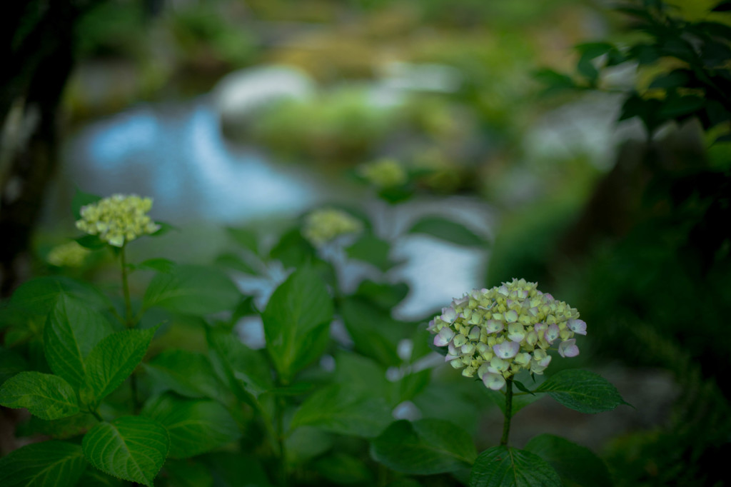 白い紫陽花