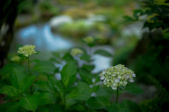 白い紫陽花