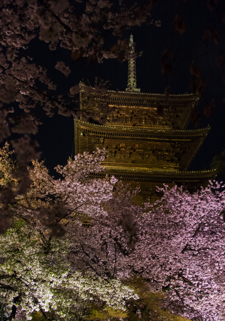 夜桜ライトアップ（縦）