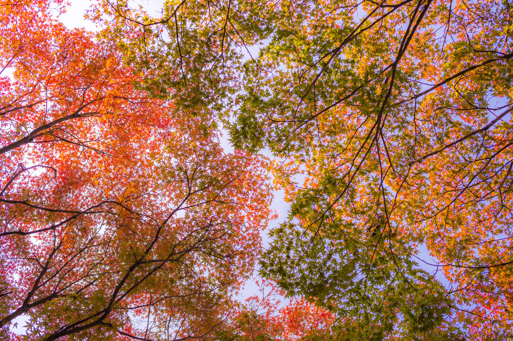 紅葉な空