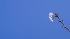桜咲く