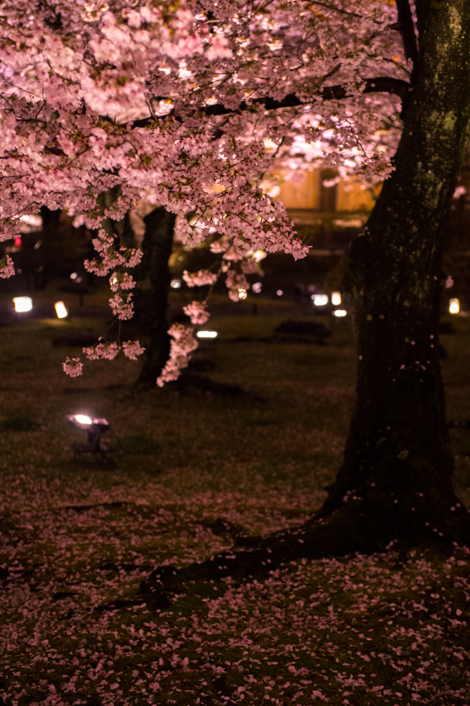 桜の絨毯