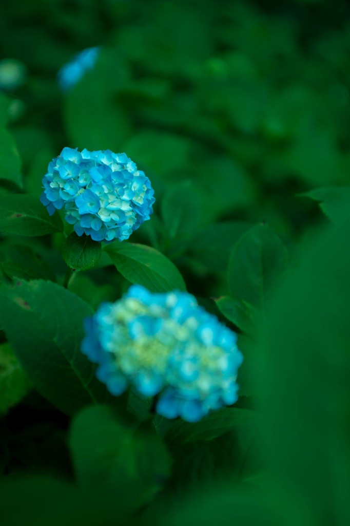 金平糖みたいな紫陽花