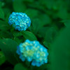 金平糖みたいな紫陽花