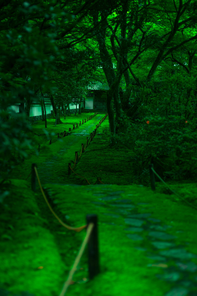 苔ロード