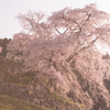 又兵衛桜