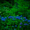 紫陽花群