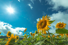 夏