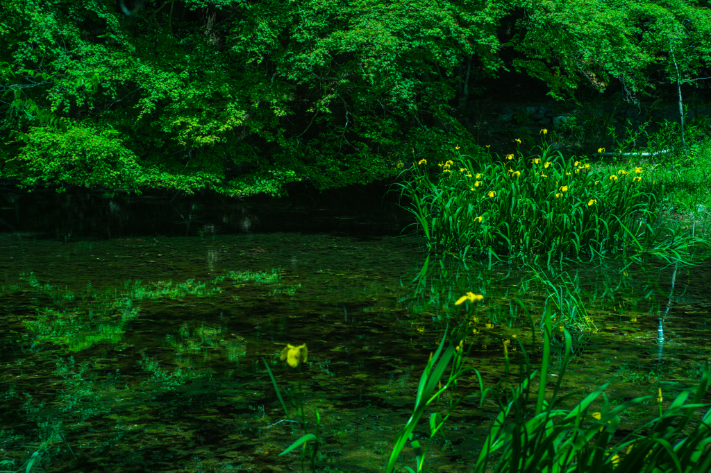 水仙の池