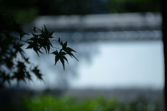 白と黒