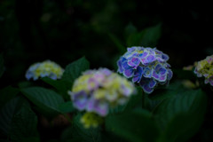 フリフリ紫陽花