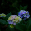 フリフリ紫陽花