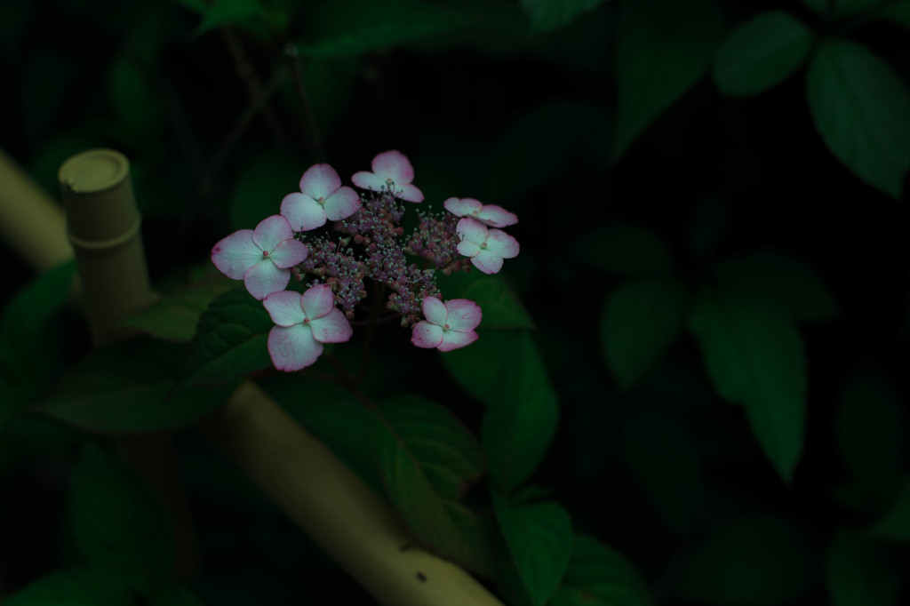 垣根