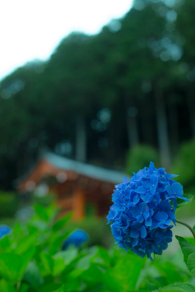 三室戸寺