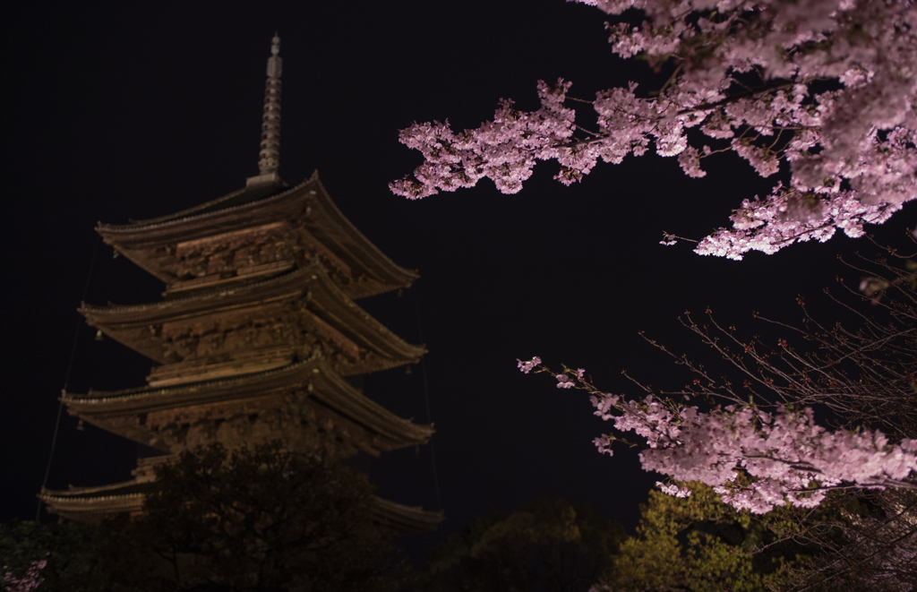 京都の夜桜