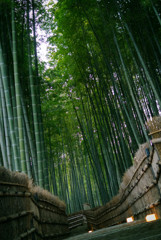 竹林の小道