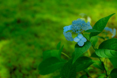 爽やか紫陽花