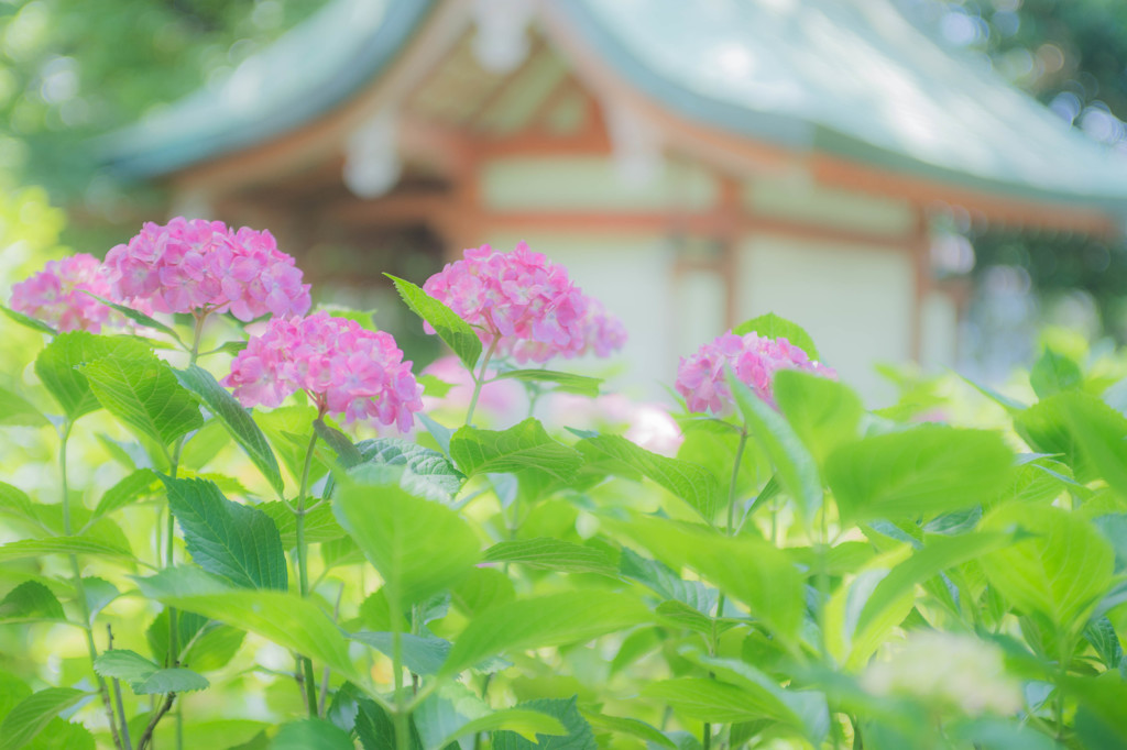 ハイキー紫陽花