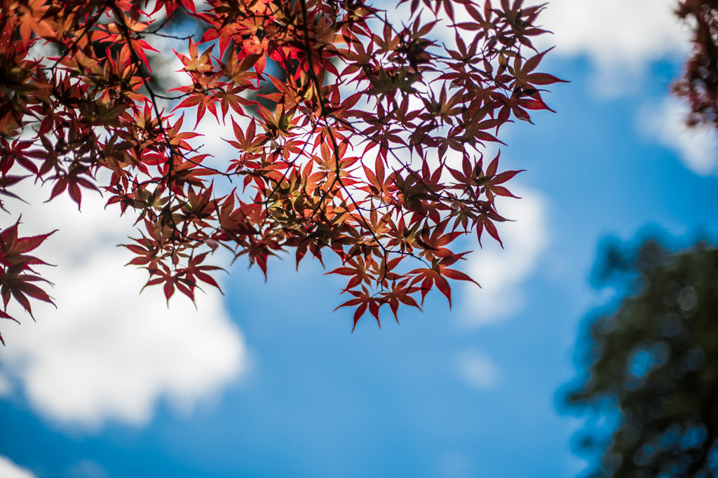 青空紅葉