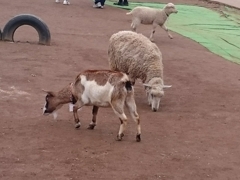 みんなでお食事