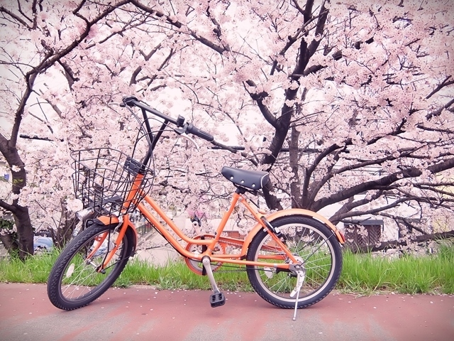 オレンジの自転車と桜