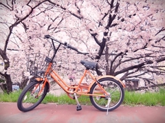 オレンジの自転車と桜