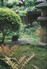 庭園の猫