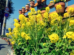 菜の花