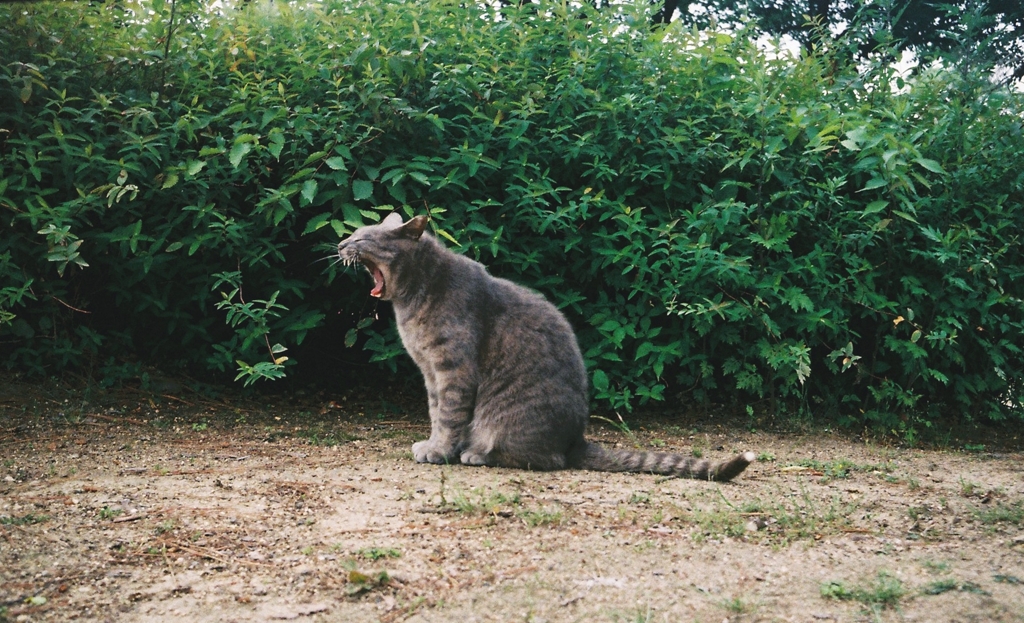 大あくび