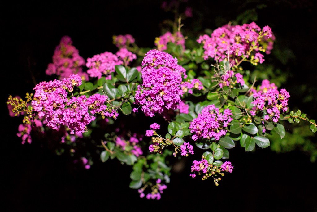 暗闇の花