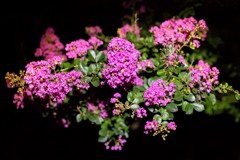 暗闇の花