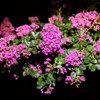 暗闇の花