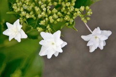 三連花