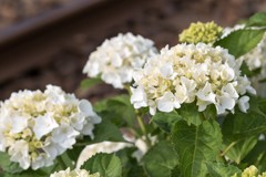 線路沿いの紫陽花