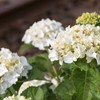 線路沿いの紫陽花