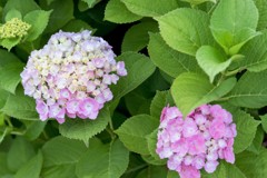 紫陽花