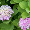 紫陽花
