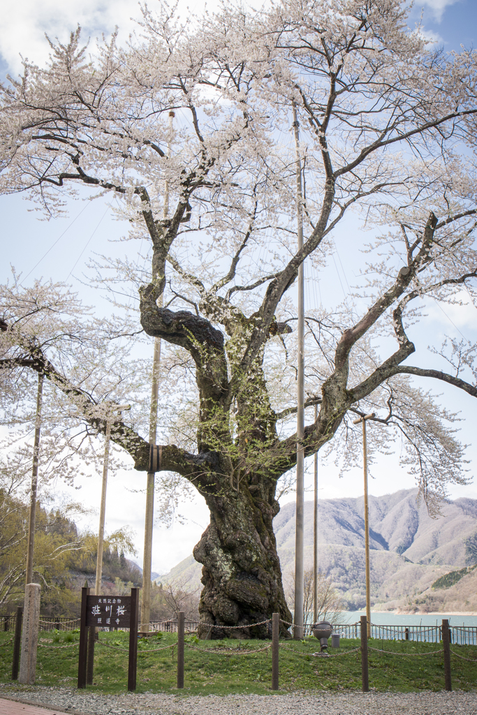 荘川桜