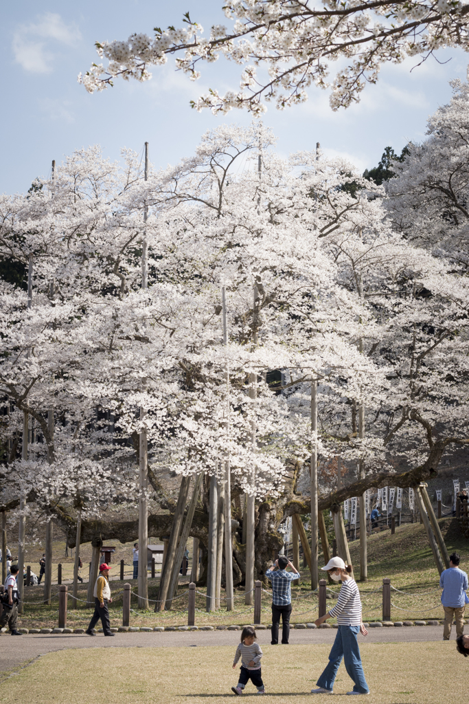 薄墨桜
