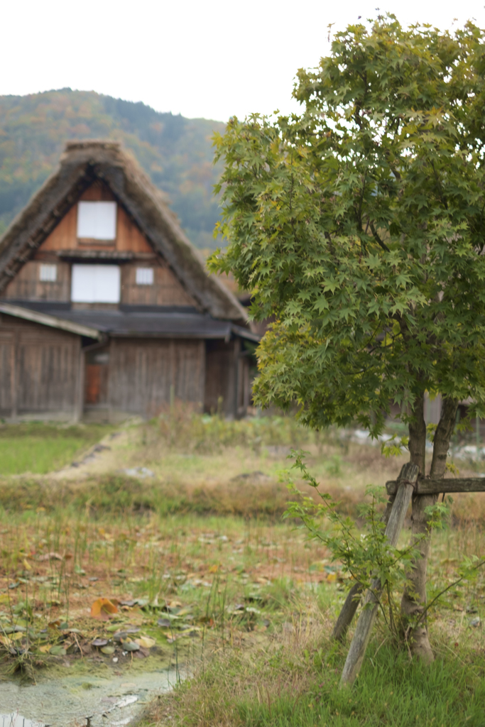 イメージは建物と紅葉 富士フィルム X-Pro1