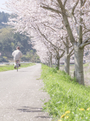 2017年4月 桜 富士フィルムX20①