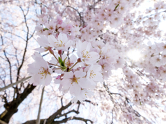 2017年4月 桜 富士フィルムX20②