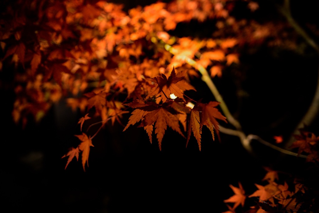 紅に光る