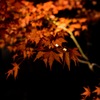 紅に光る
